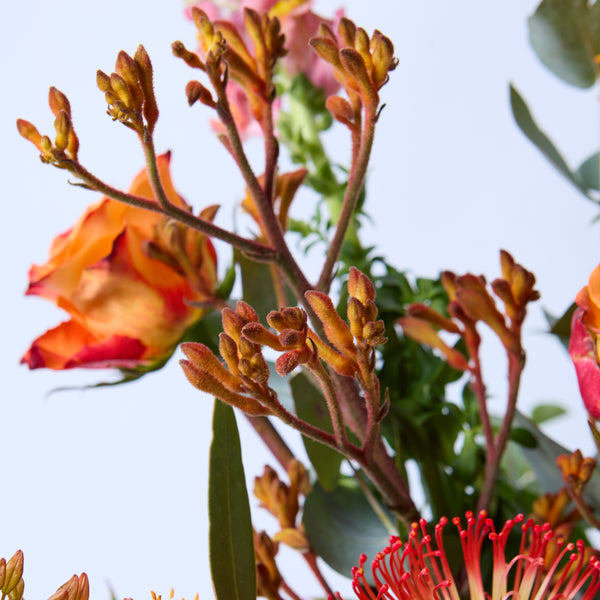 A Clockwork Orange (Eremurus / Orange roses / Kangaroo Paw/ Leucospermum / Snapdragon / Eucalyptus)