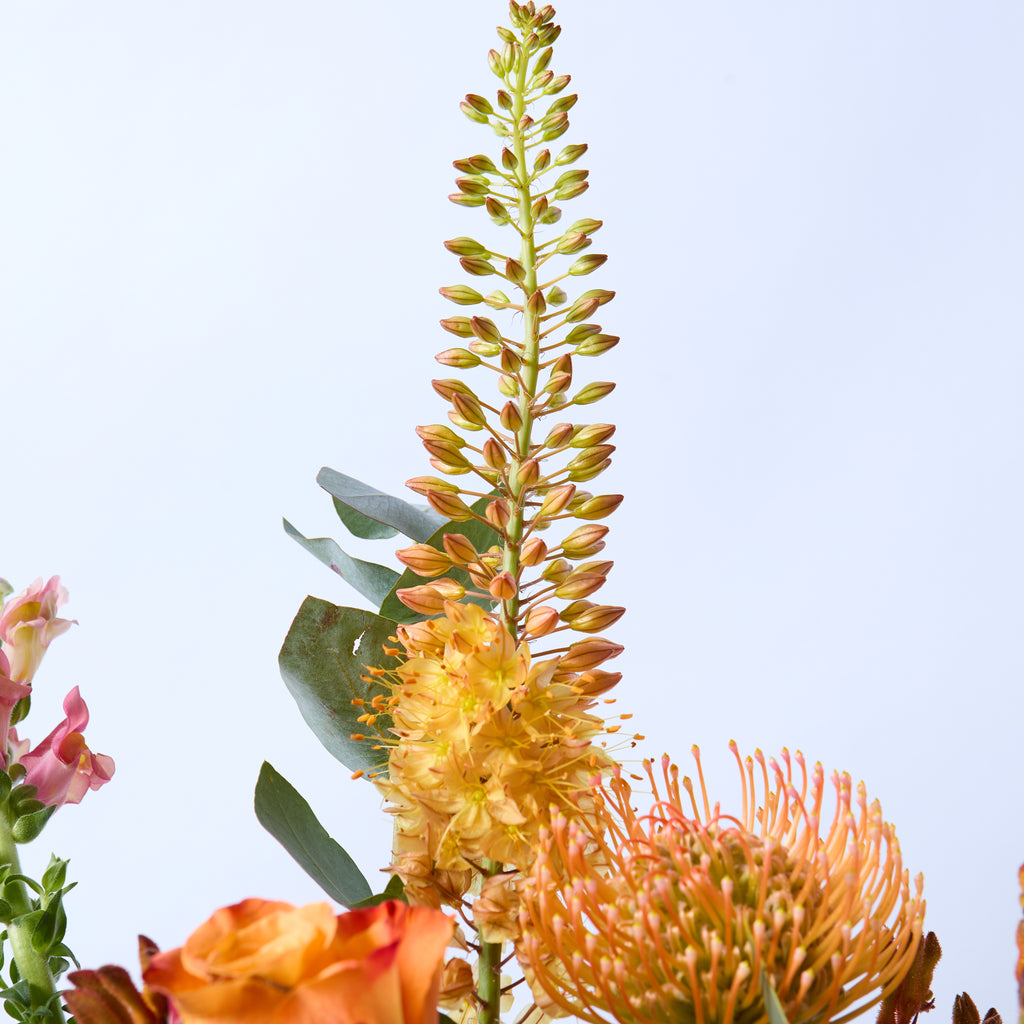 A Clockwork Orange (Eremurus / Orange roses / Kangaroo Paw/ Leucospermum / Snapdragon / Eucalyptus)