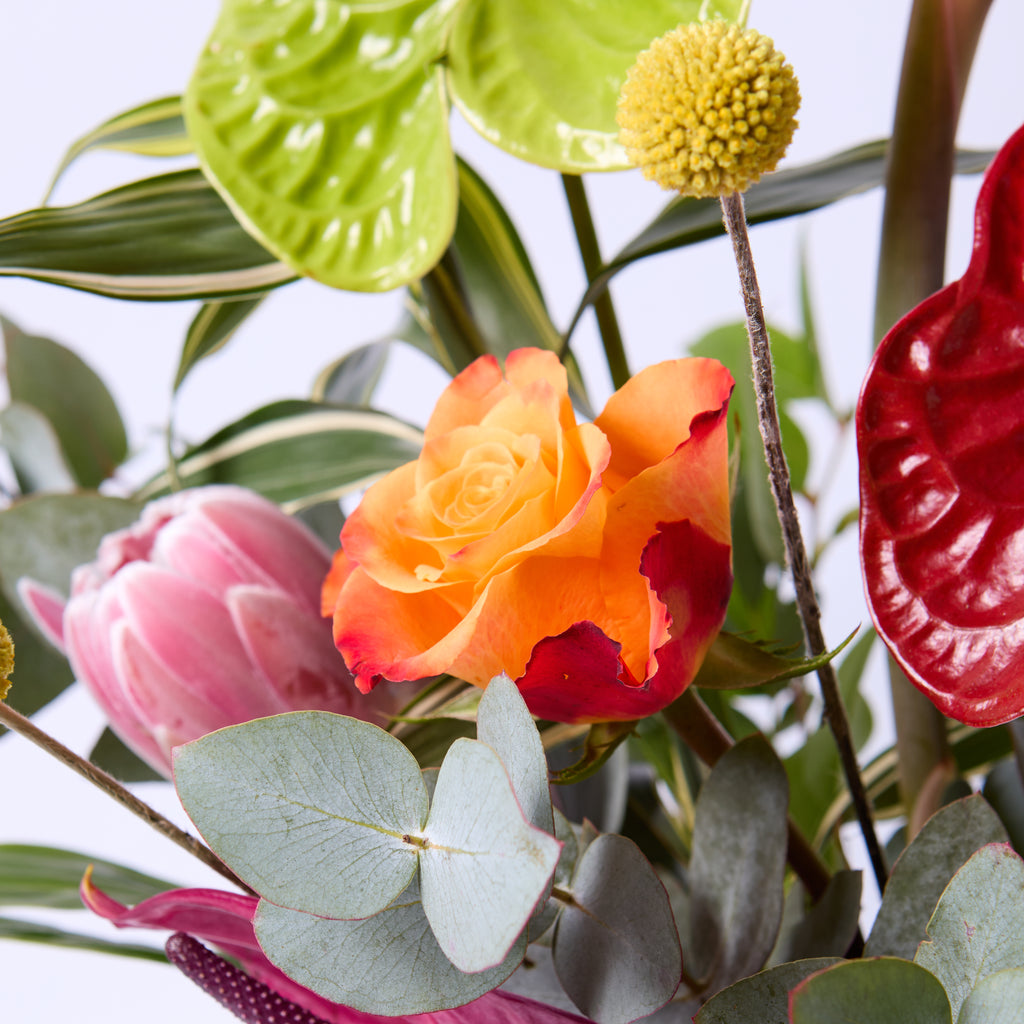 Kinky Afro (Anthurium / Billybobs / Protea / Bird of Paradise / Roses / Eucalyptus / Dracaena)