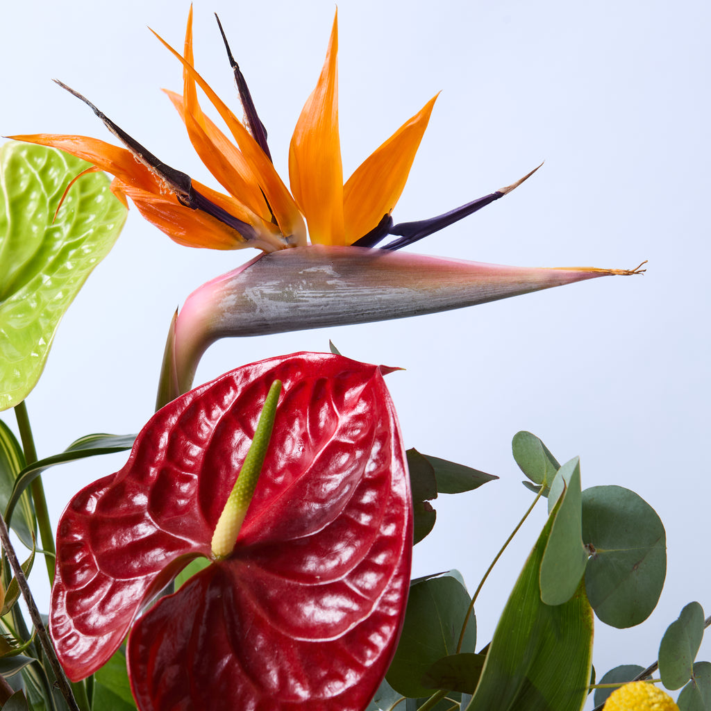 Kinky Afro (Anthurium / Billybobs / Protea / Bird of Paradise / Roses / Eucalyptus / Dracaena)