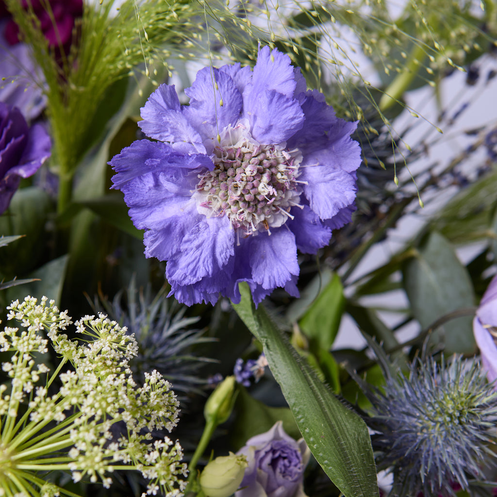 Shlurple The Purple (Stocks / Clematis / Scabious / Panicum / Dill / Thistle)