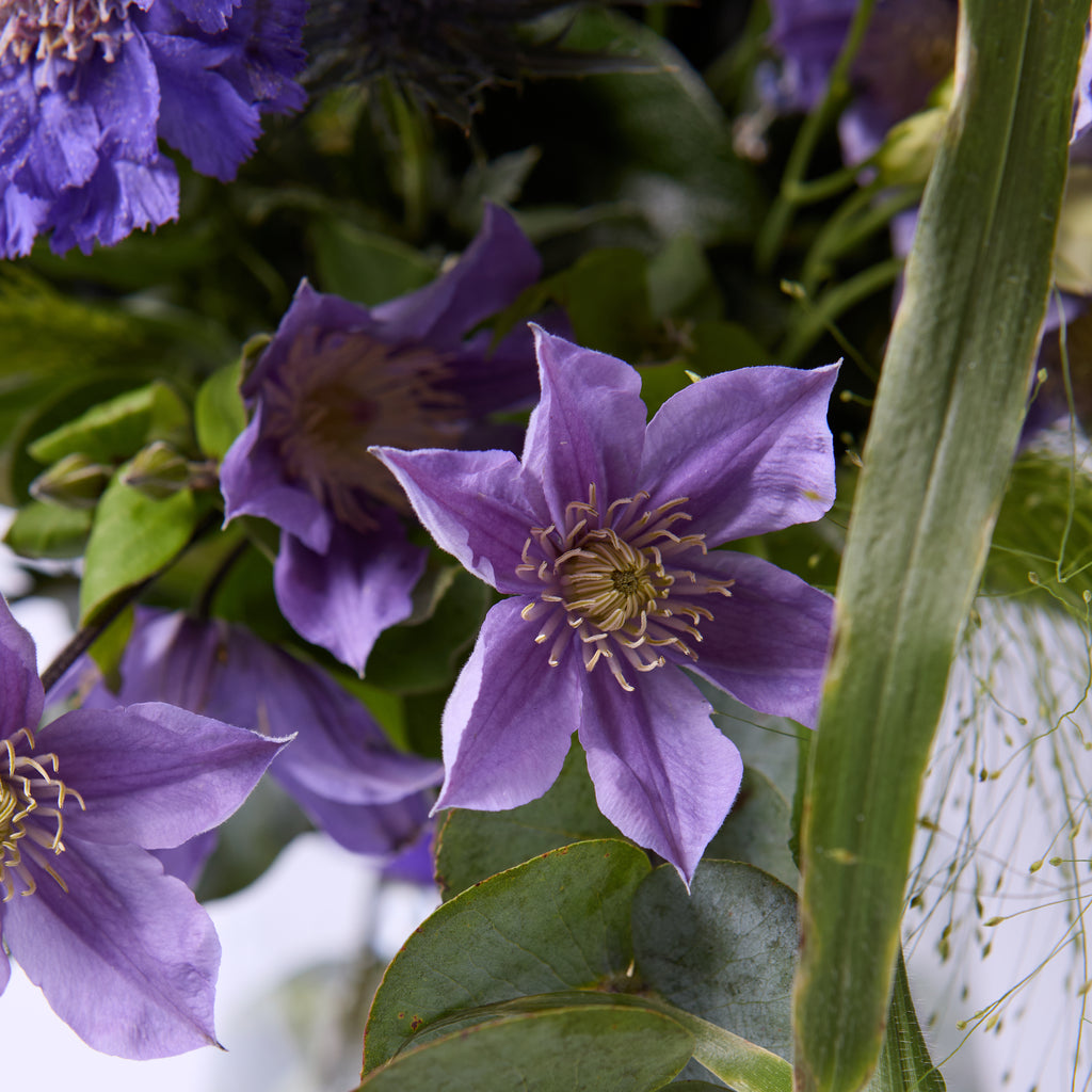 Shlurple The Purple (Stocks / Clematis / Scabious / Panicum / Dill / Thistle)