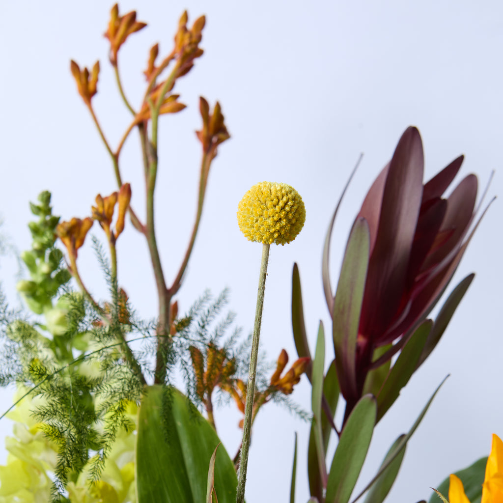 The Worker Bee (Sunflower / Cotton / Billybobs / Kangaroo Paw / Leucodendron / Snapdragon)