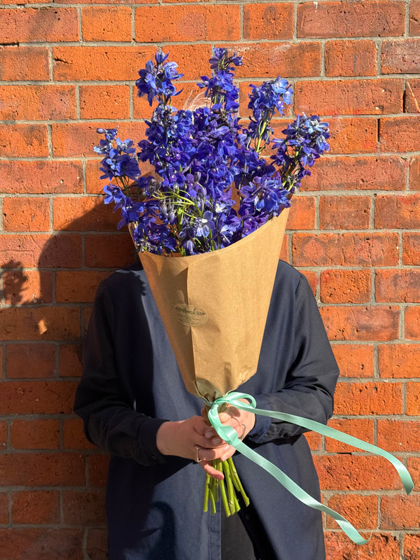 Delphinium Solo (A wrap of tall, striking blue delphinium)