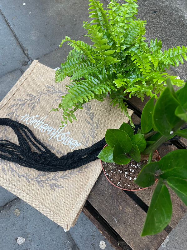 Give the Gift of Green