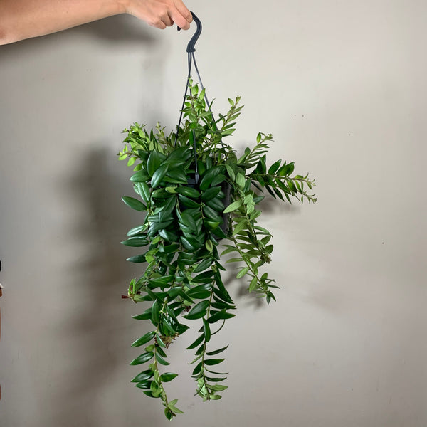 Aeschynanthus (Lipstick Plant)