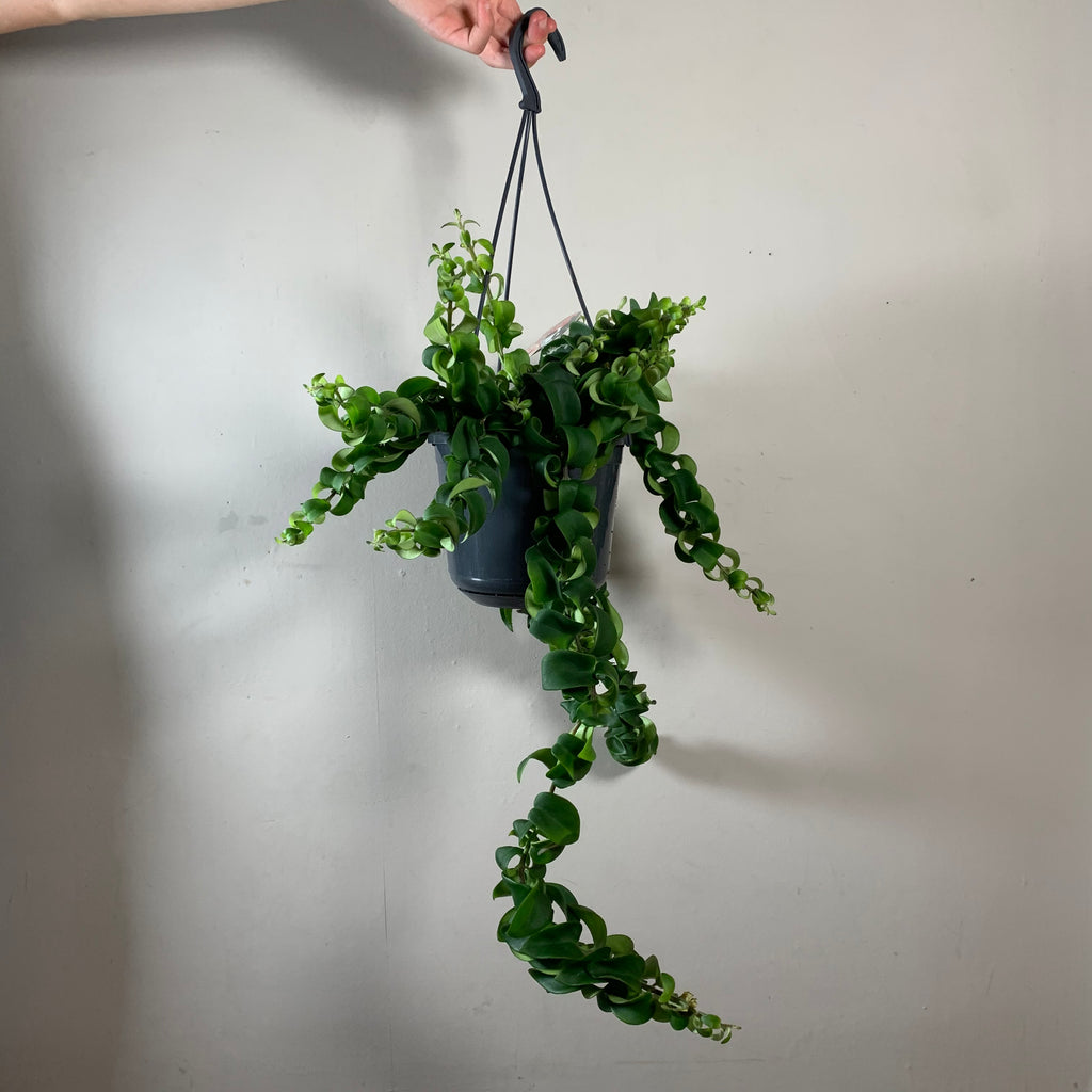 Aeschynanthus (Lipstick Plant)