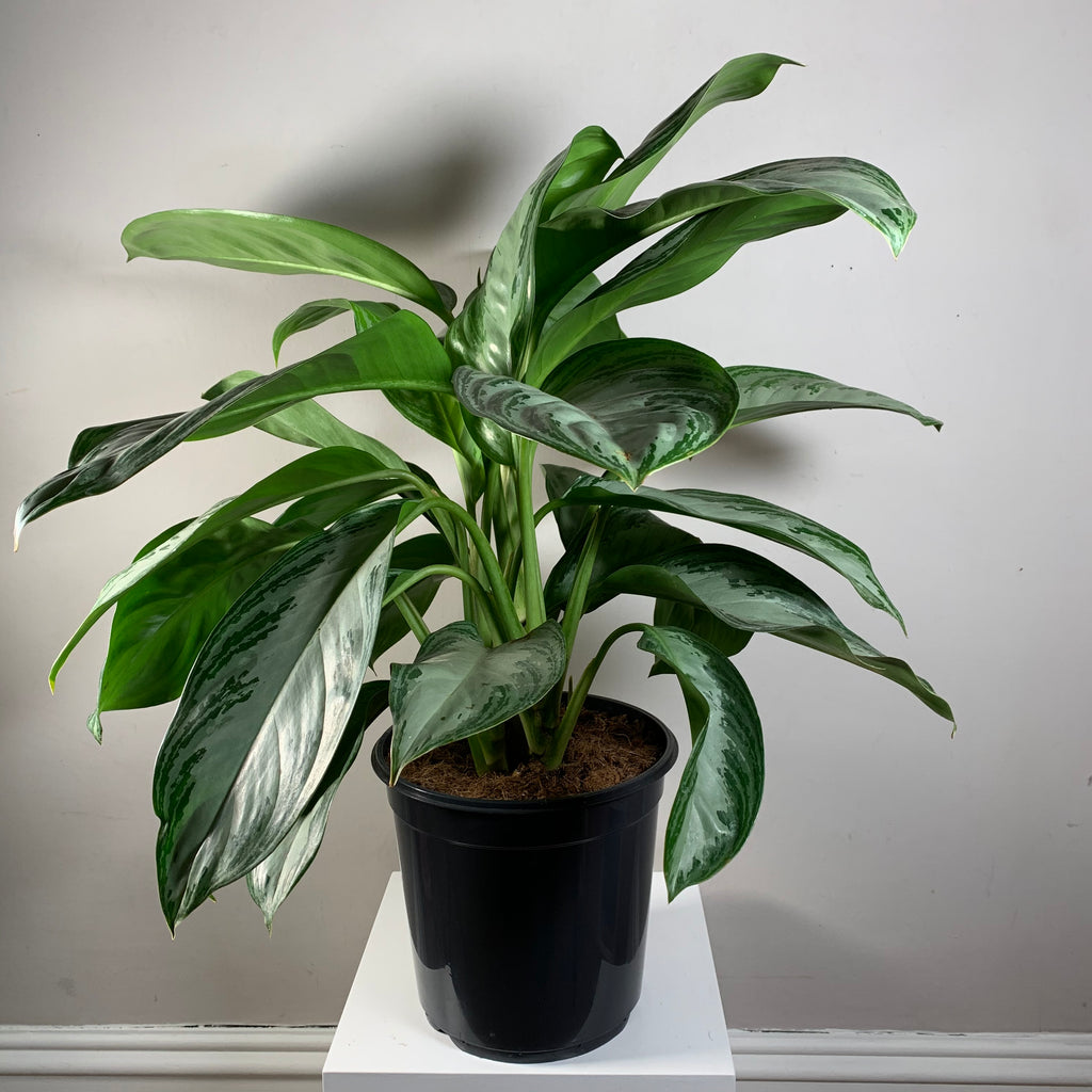 Aglaonema (Chinese Evergreen)