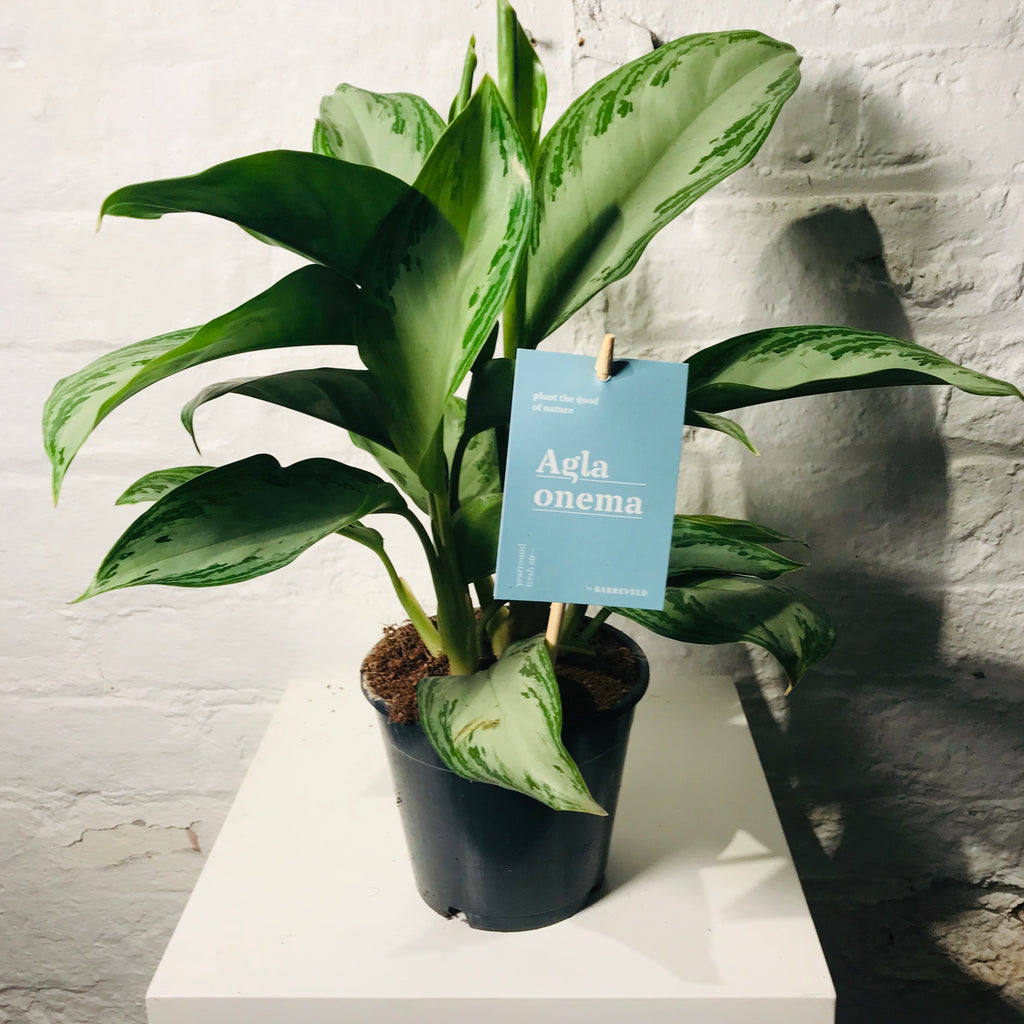 Aglaonema (Chinese Evergreen)