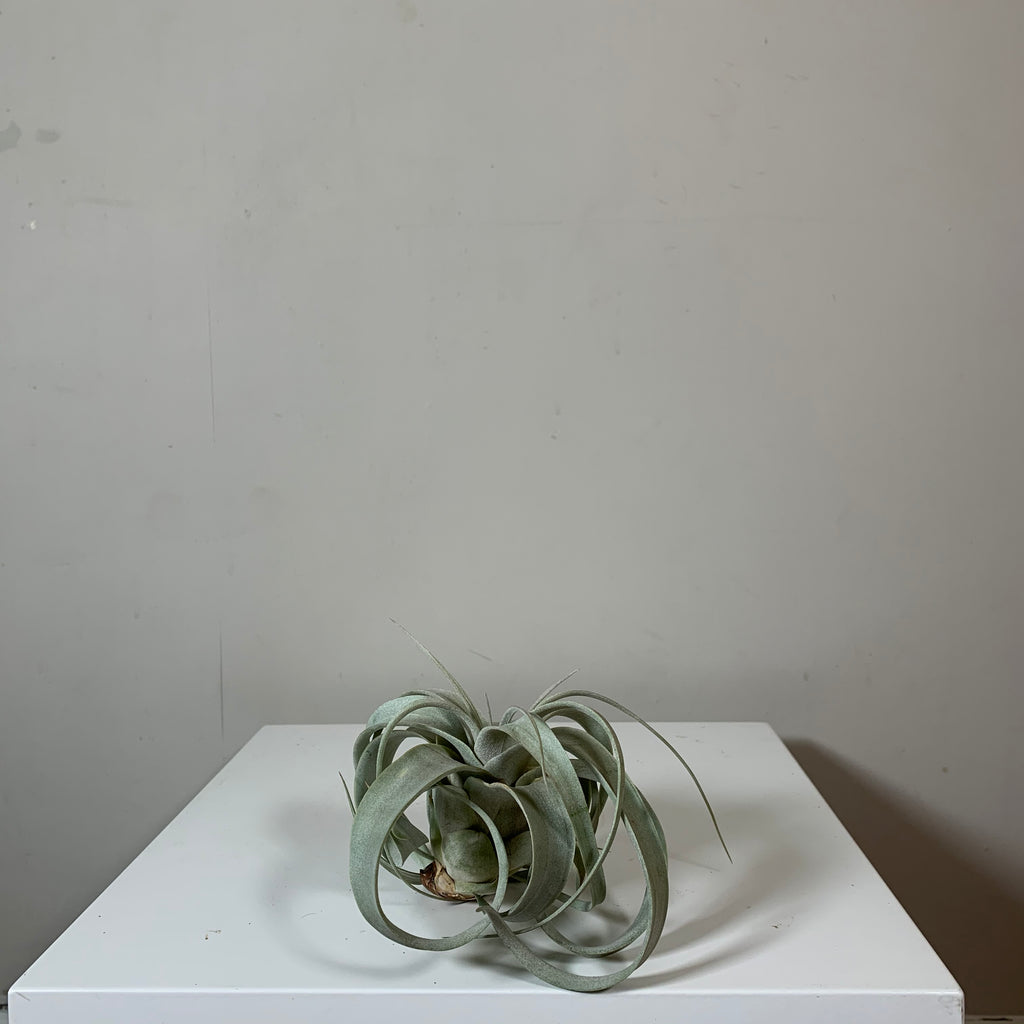Tillandsia (Air Plant)