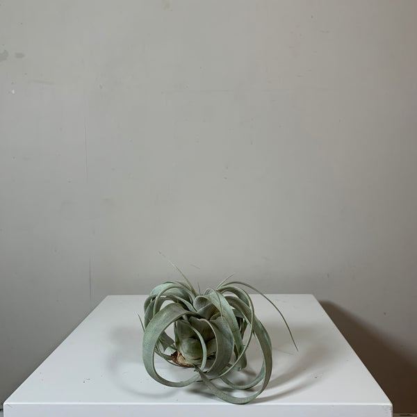 Tillandsia (Air Plant)