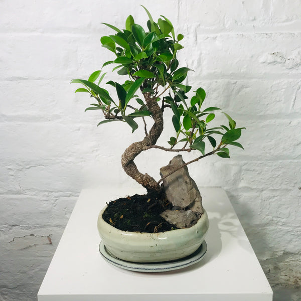 Bonsai (Bonsai in Pot)