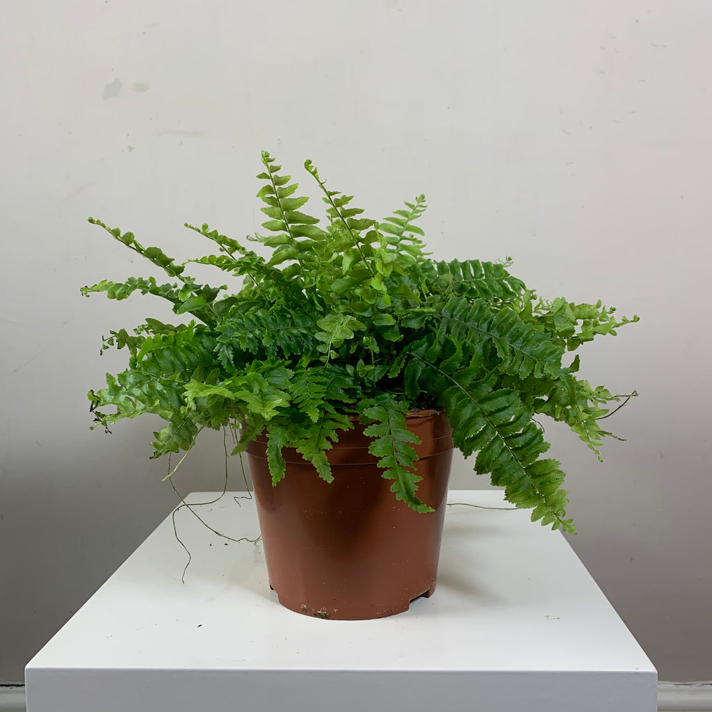 Nephrolepis (Boston Fern)
