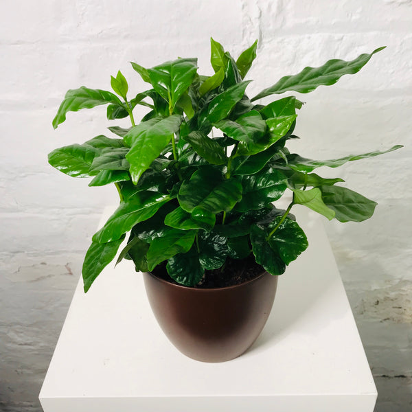 Coffea Arabica (Coffee Plant in pot)