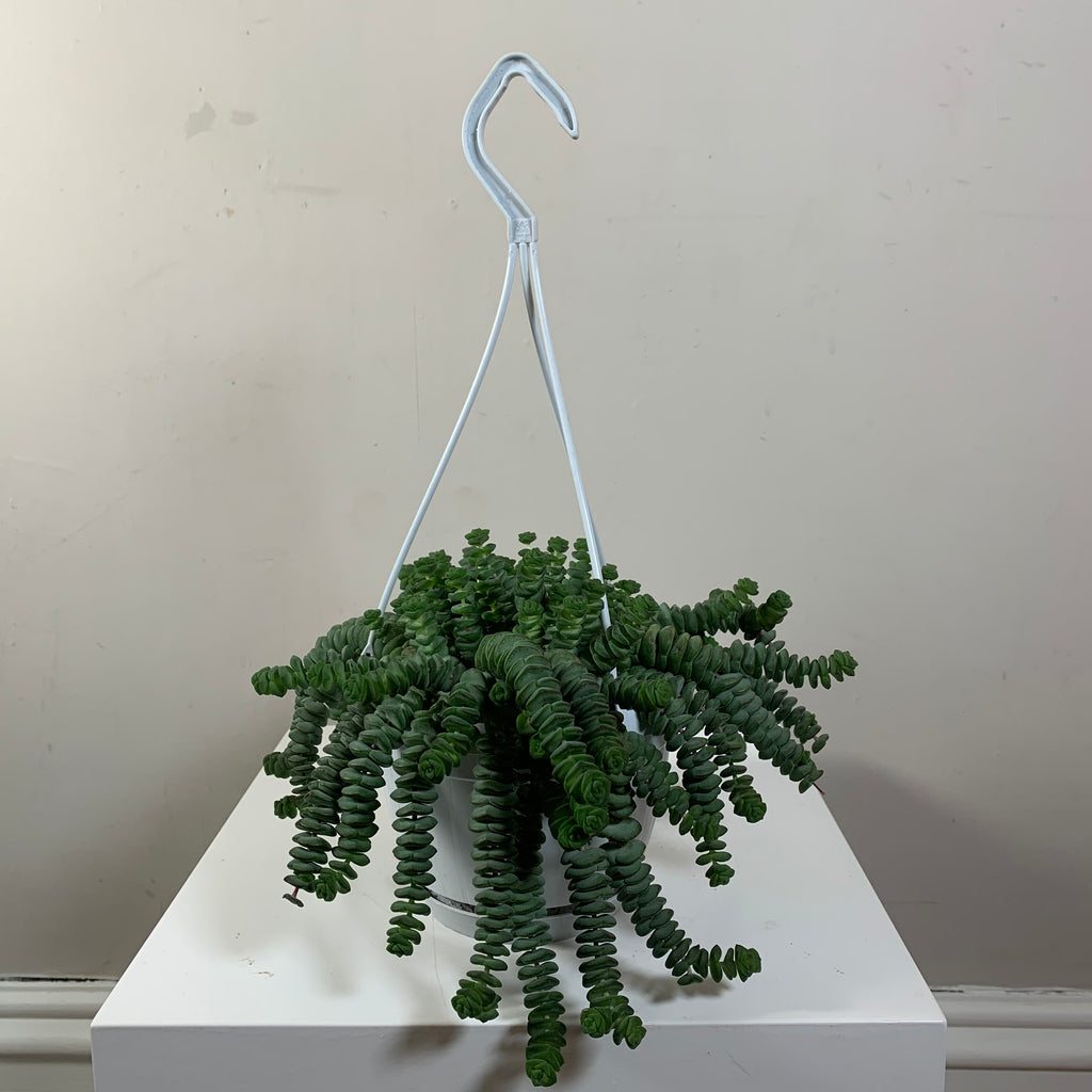 Crassula Hottentot (Jade Necklace Vine)