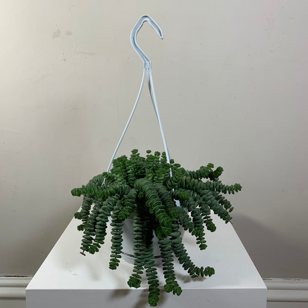 Crassula Hottentot (Jade Necklace Vine)