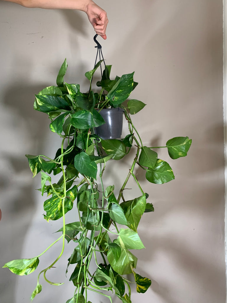 Epipremnum Aureum (Devil's Ivy)