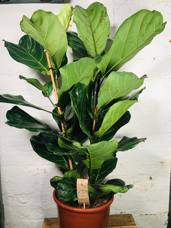 Ficus Lyrata (Fiddlefig)
