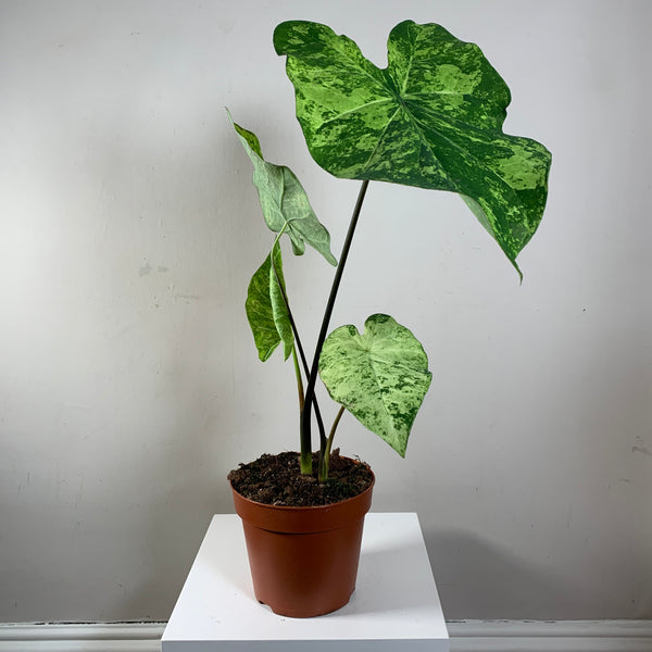 Caladium (Caladium Green)
