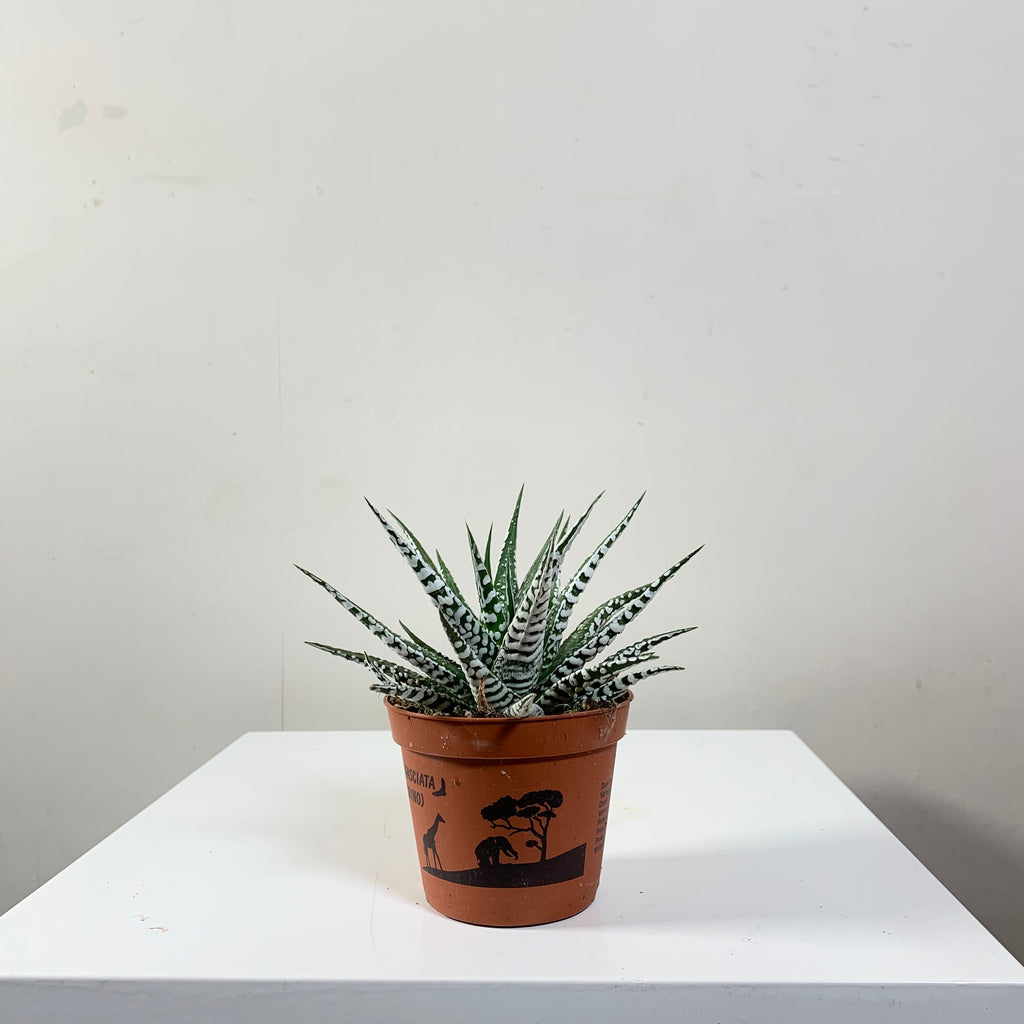 Haworthia (Zebra Plant)
