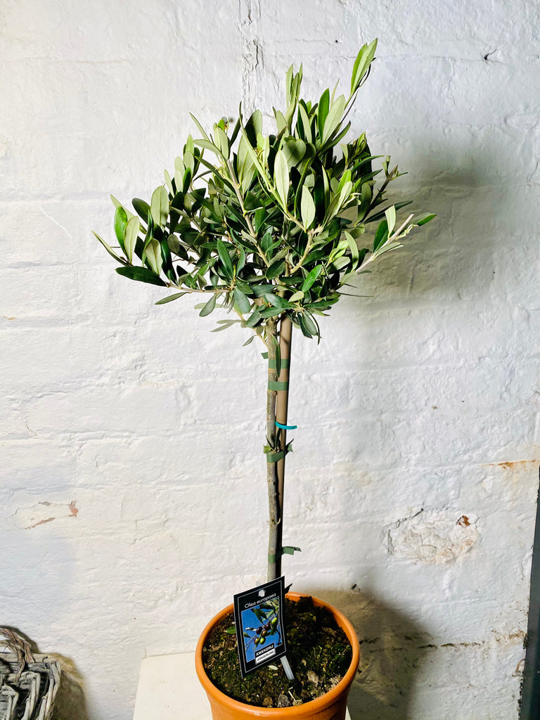 Olea Europaea (Olive)