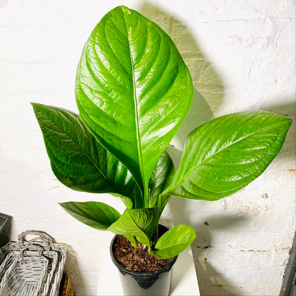 Anthurium Botanical (Anthurium Botanical King Green Star)