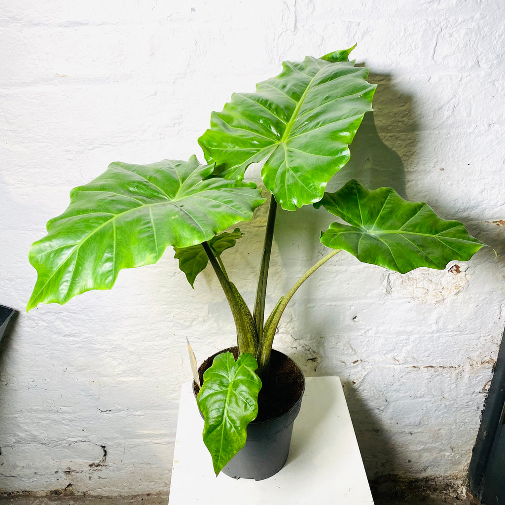 Alocasia Polly (Elephant Ear)