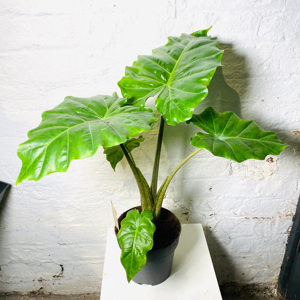 Alocasia Polly (Elephant Ear)