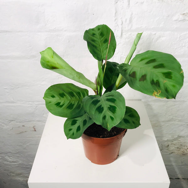 Maranta Leuconeura (Prayer Plant)