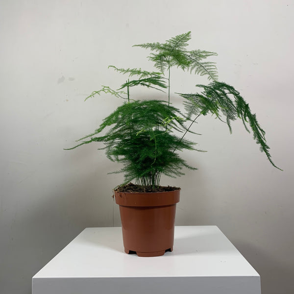 Asparagus Fern (Asparagus Fern)