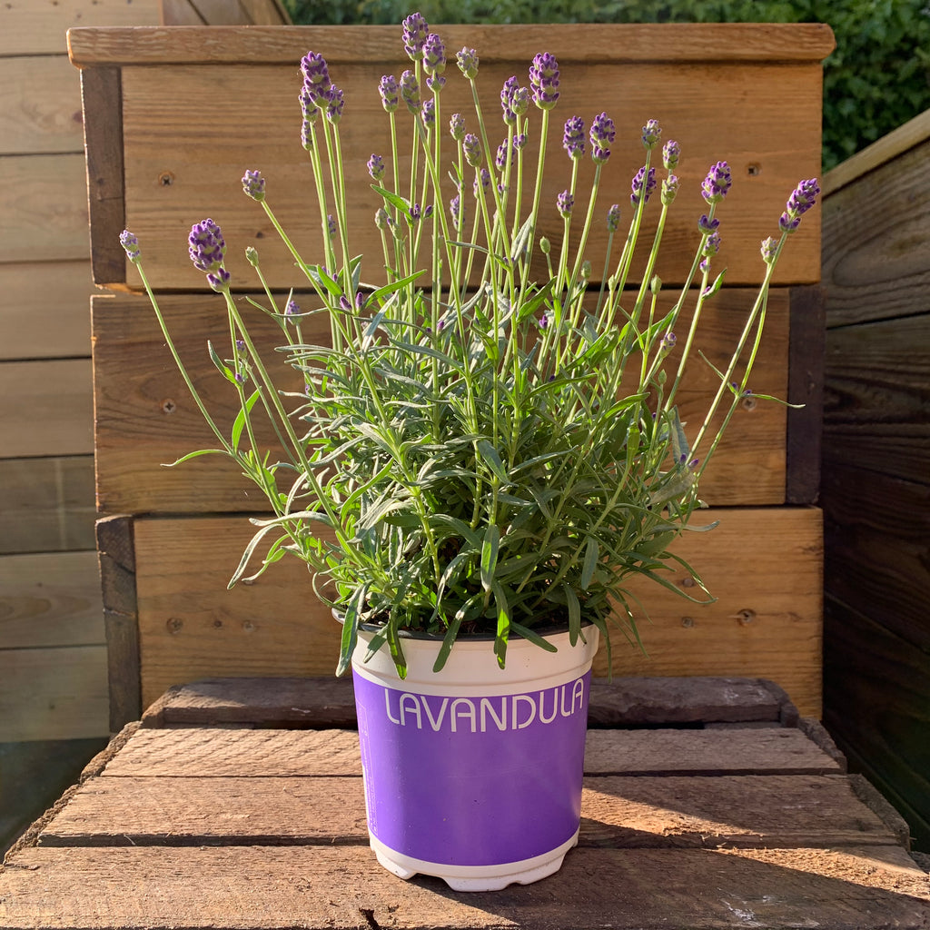 Lavandula (Lavender)