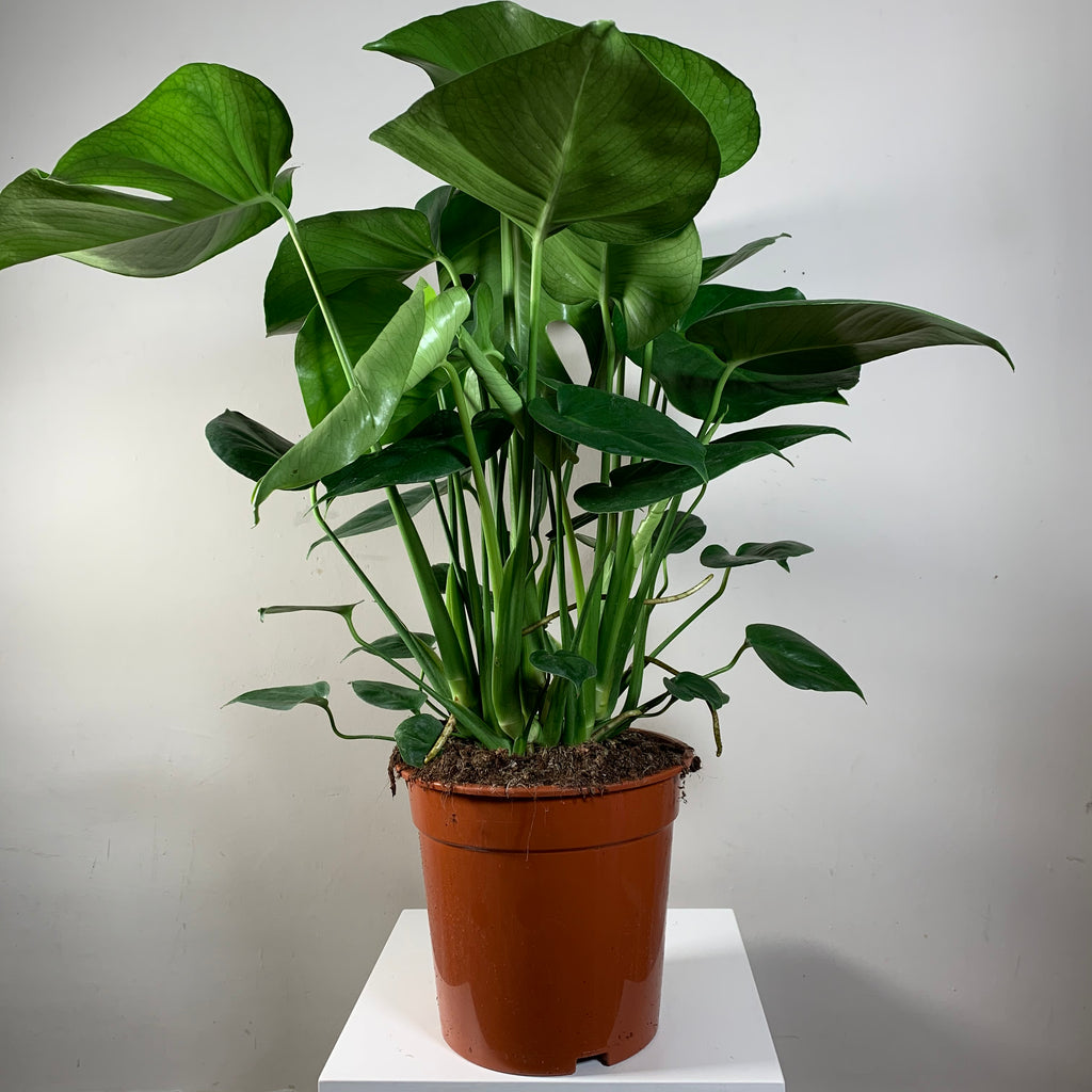 Monstera Deliciosa (Cheese Plant)