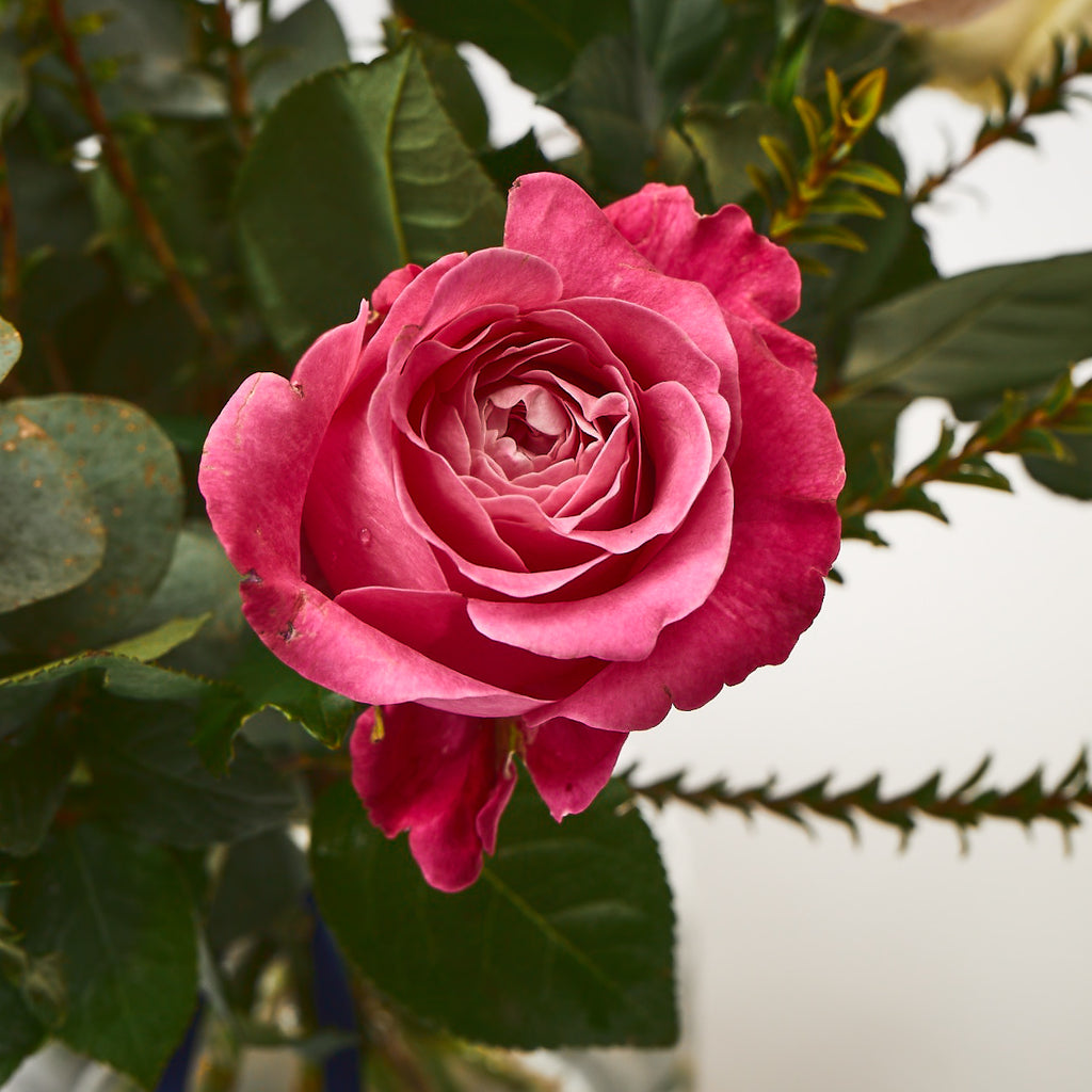 Yes Please! (Mixed roses / Mixed foliages)