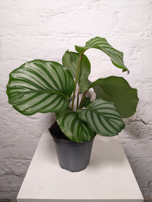 Calathea Orbifolia (Calathea Orbifolia)