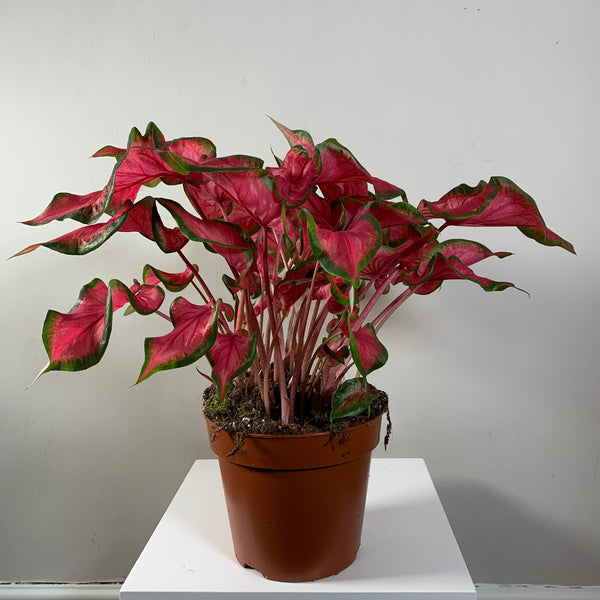 Caladium (Caladium Pink)