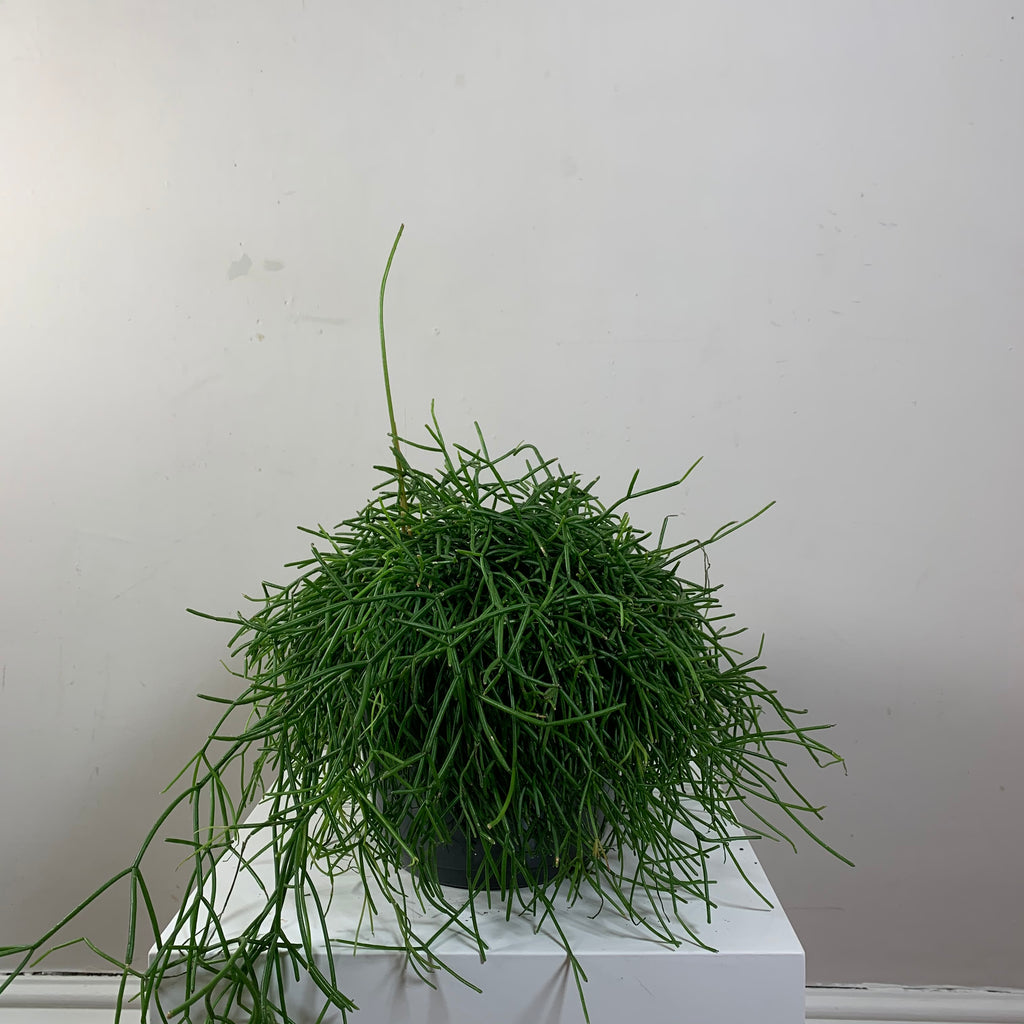 Rhipsalis (Mistletoe Cactus)