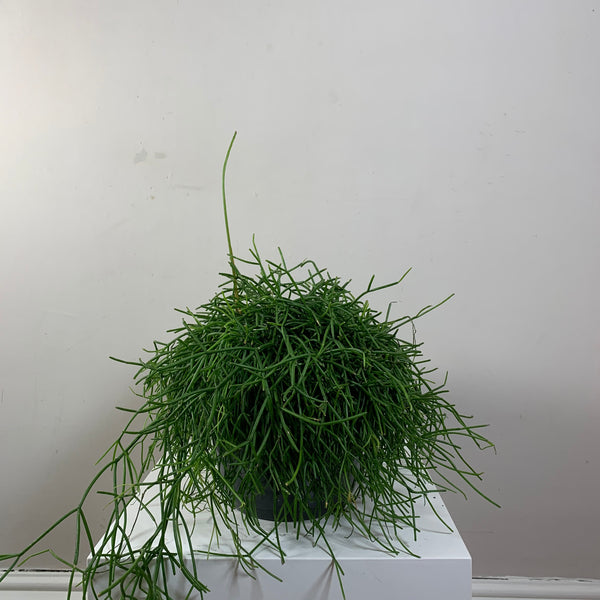 Rhipsalis (Mistletoe Cactus)