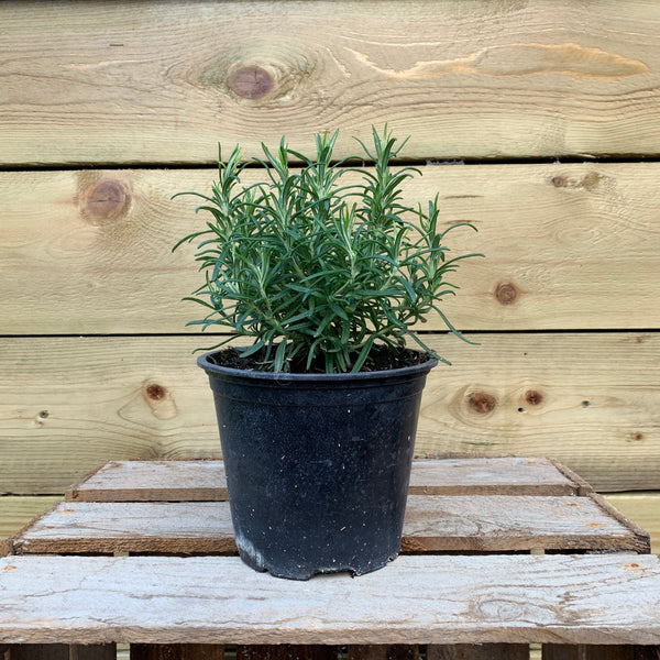 Rosemarinus (Rosemary)