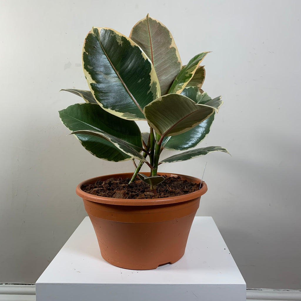 Ficus Elastica (Rubber Plant)