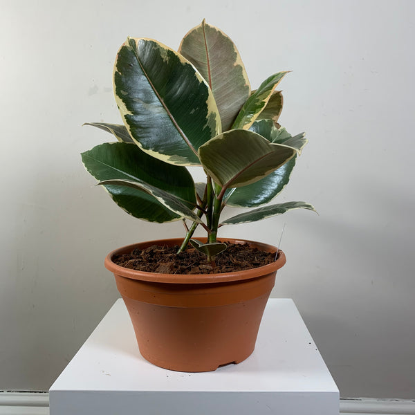 Ficus Elastica (Rubber Plant)