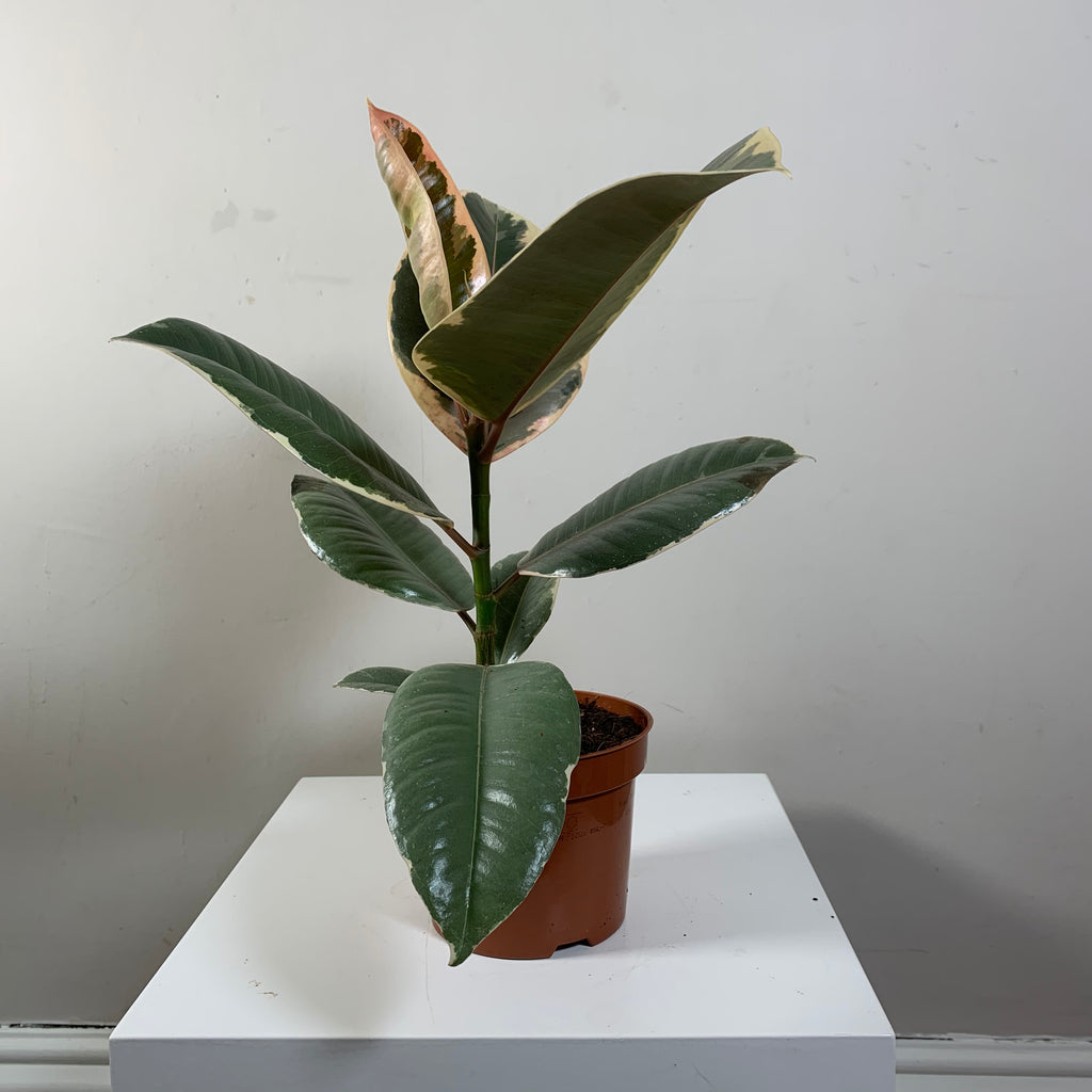 Ficus Elastica (Rubber Plant)