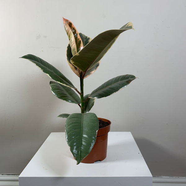 Ficus Elastica (Rubber Plant)