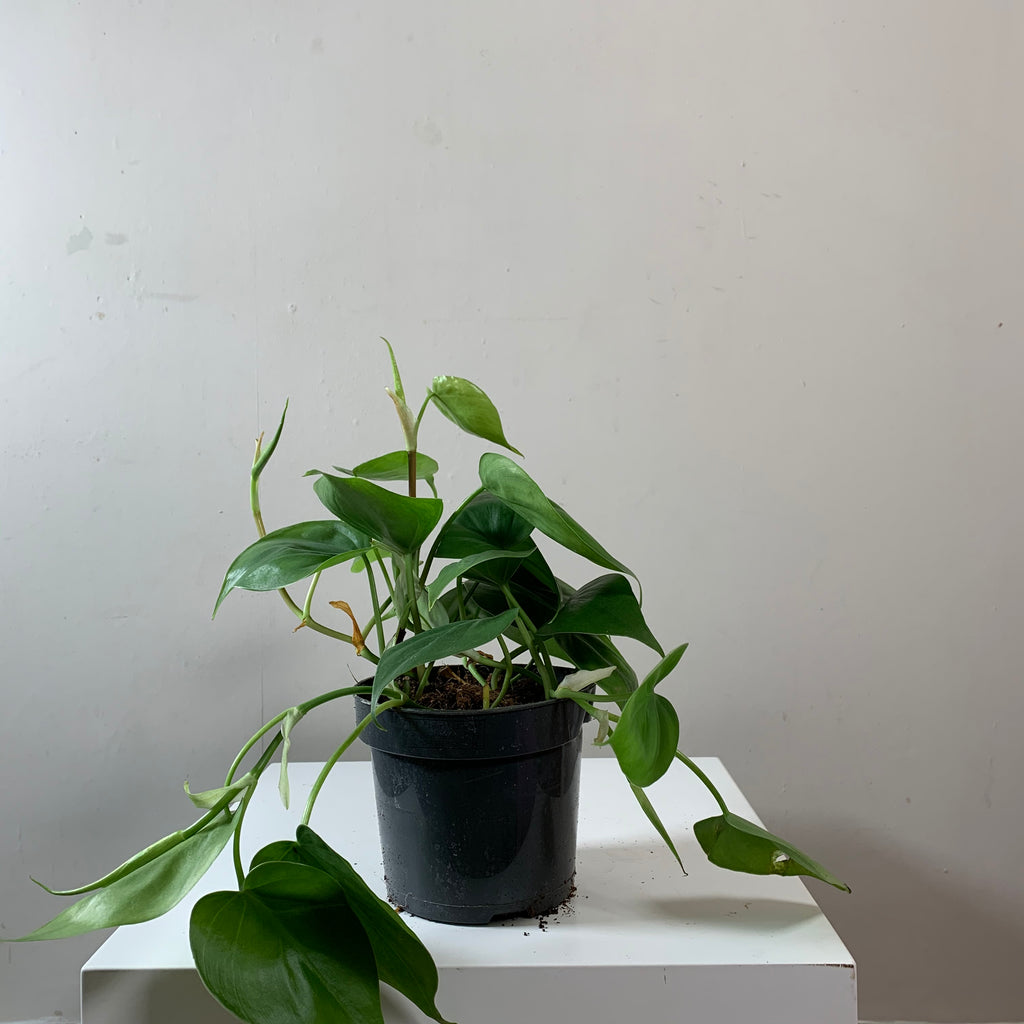 Epipremnum Aureum (Devil's Ivy)