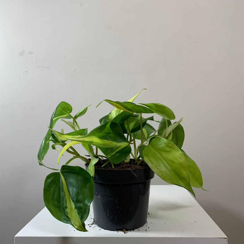 Epipremnum Aureum (Devil's Ivy)