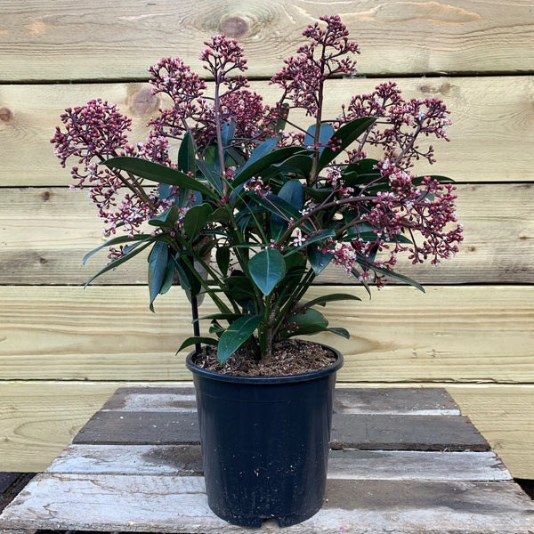 Skimmia japonica (Skimmia)