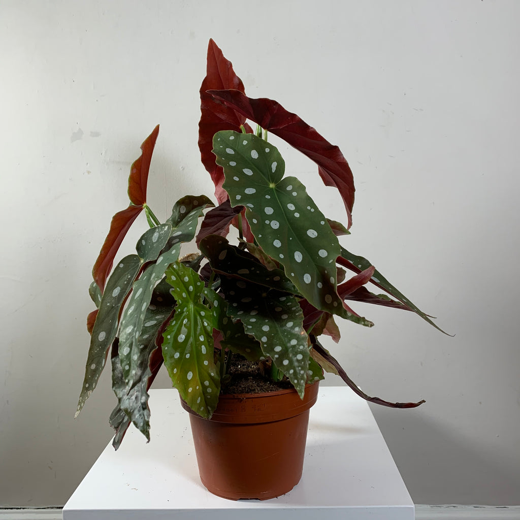 Begonia Maculata (Spotted Begonia)