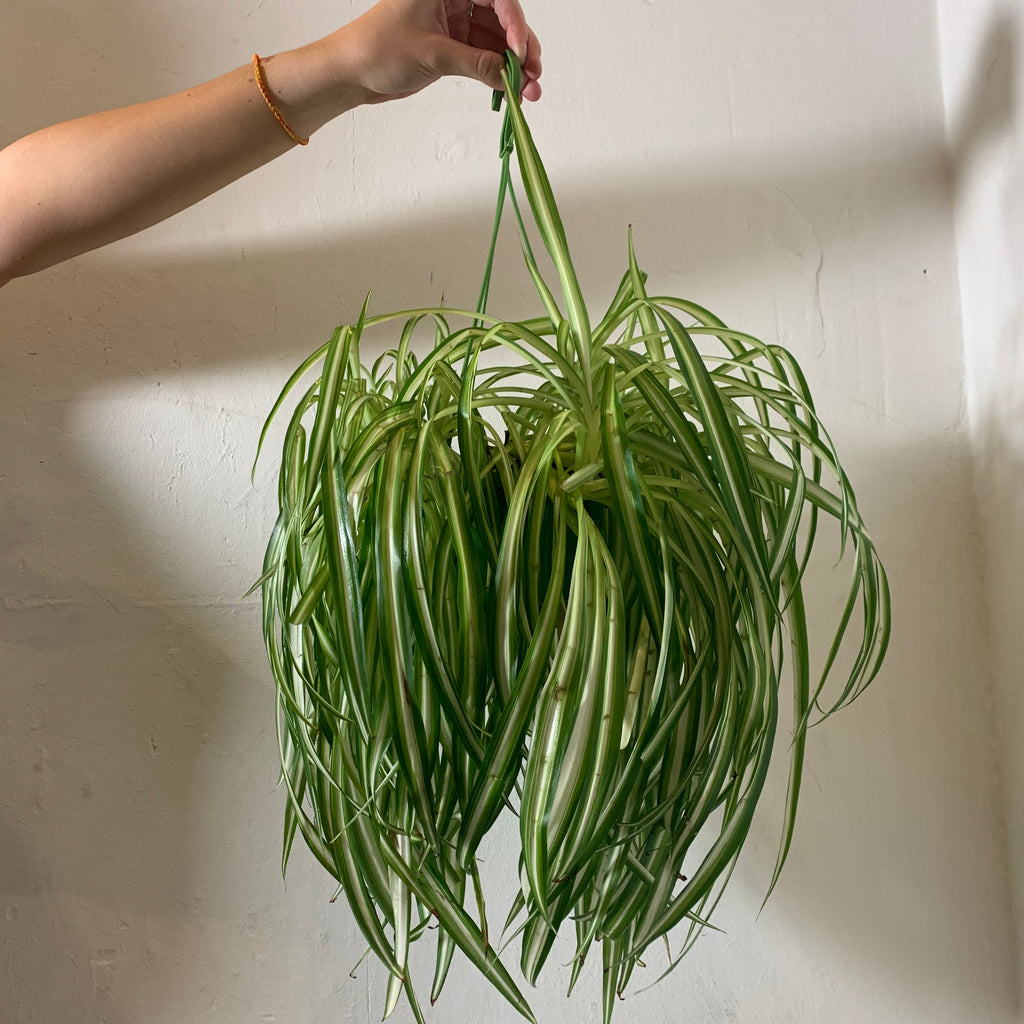 Chlorophytum (Spider Plant)