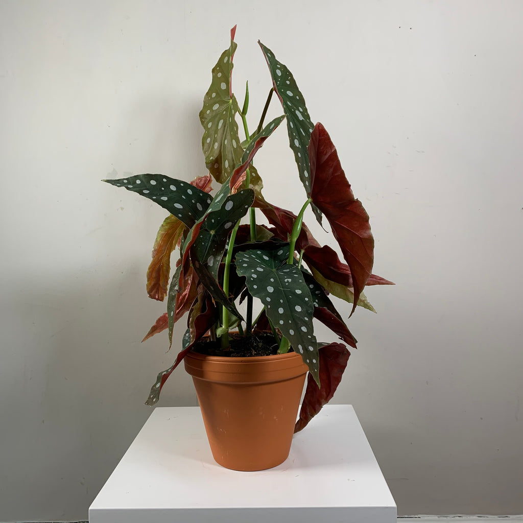 Begonia Maculata (Spotted Begonia)