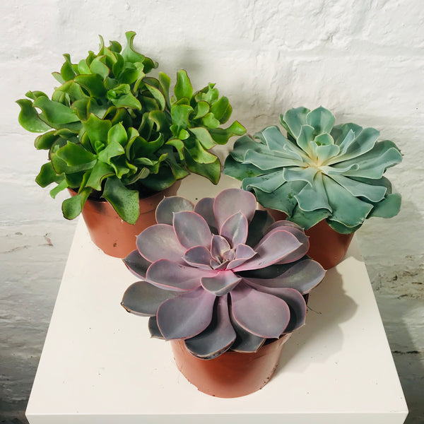 Succulent (Succulent)