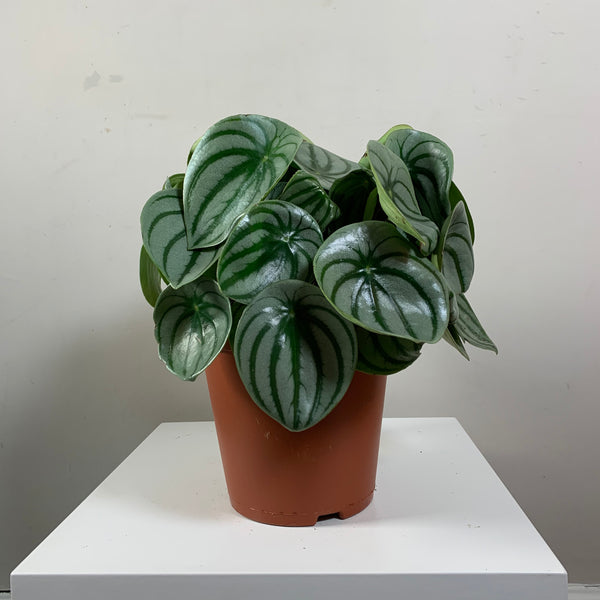 Pepperomia argyreia (Watermelon plant)